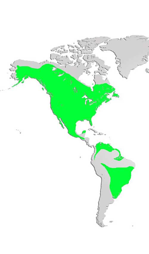 Great Horned Owl Map