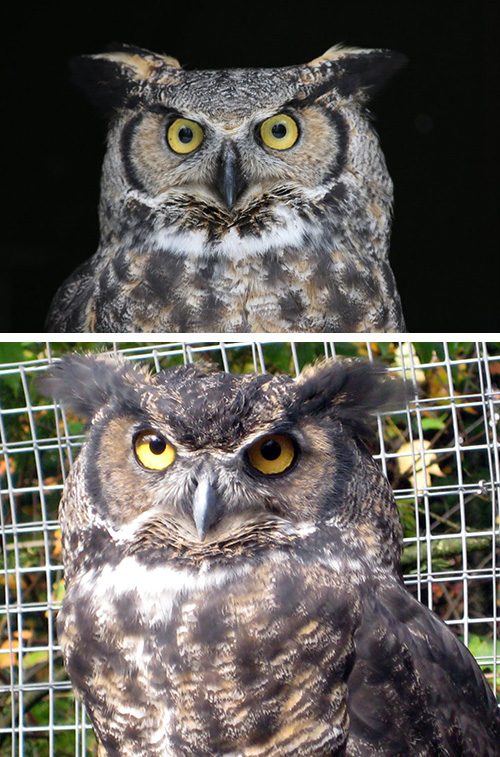 Great Horned Owl 