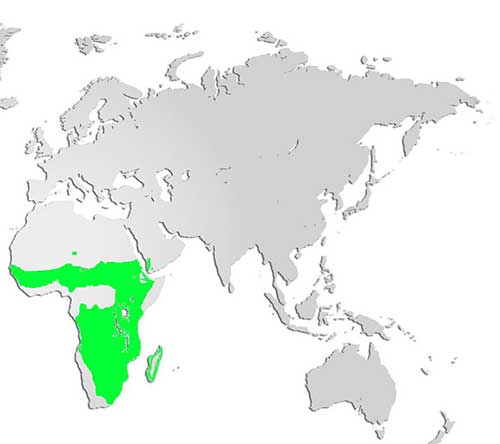 Helmeted Guinea Fowl Map