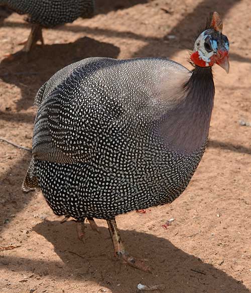 Helmeted Guineafowl