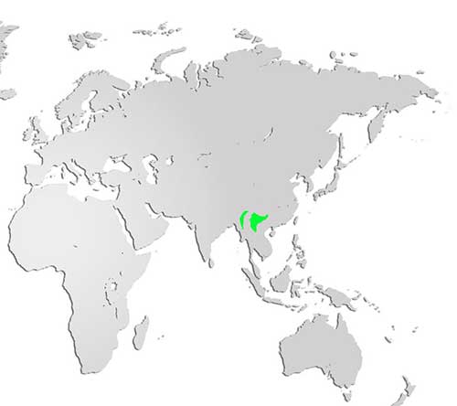 Humes Bar-tailed pheasant Map