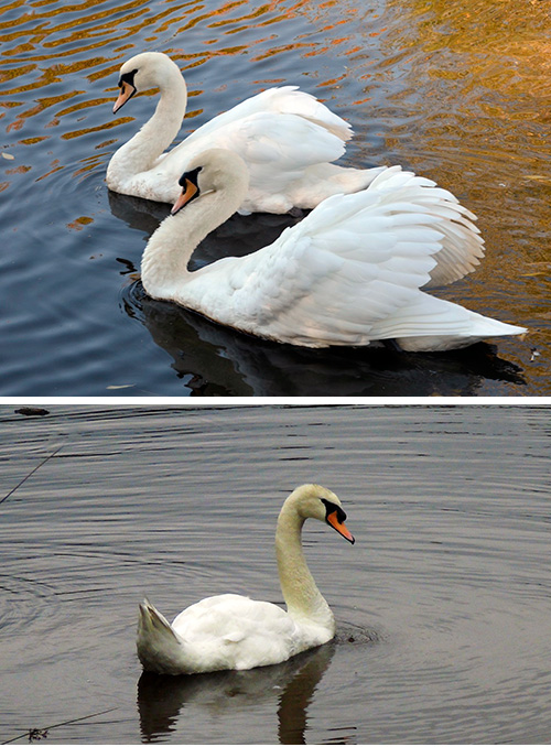 Mute Swan