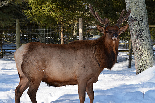 North American Elk