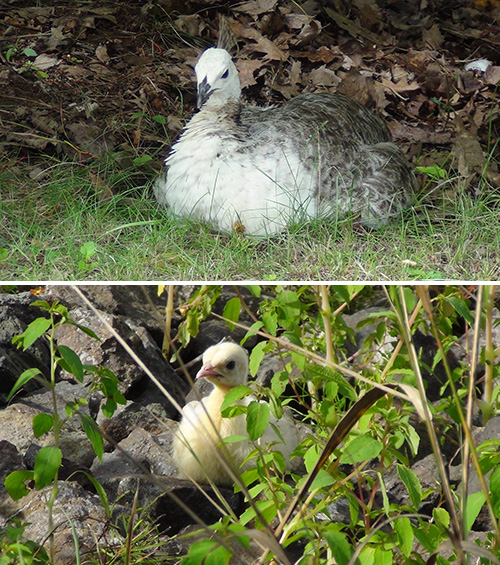 Peafowl