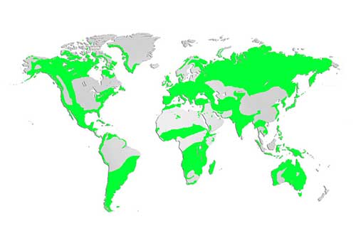 Peregrine Falcon Map