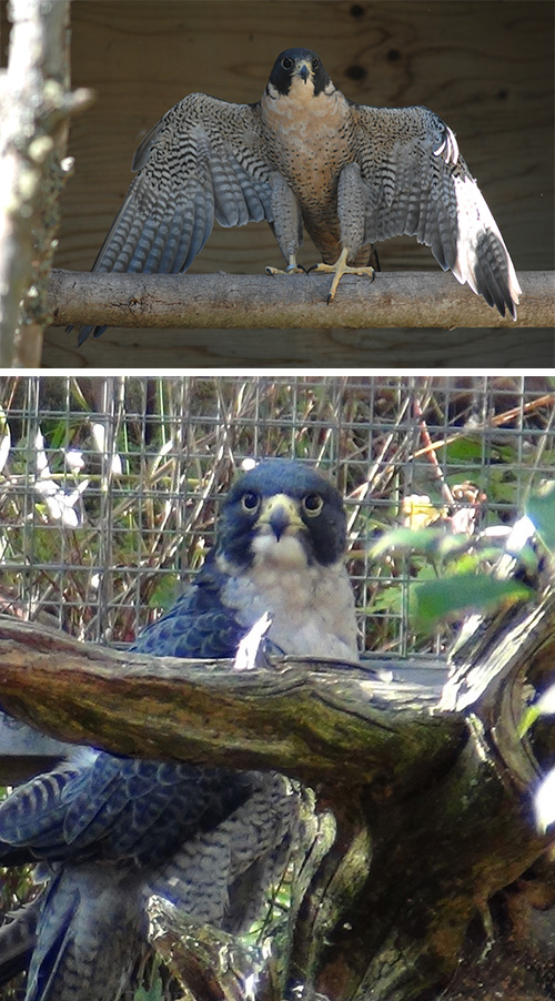 american peregrin falcon habitat