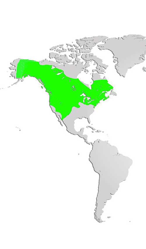 north american porcupine range