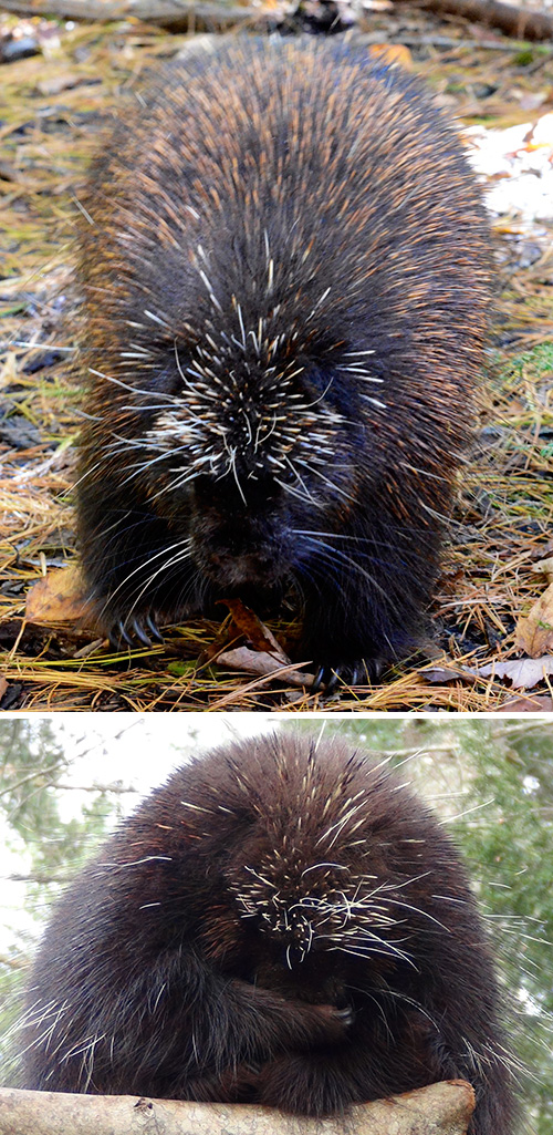 Porcupine