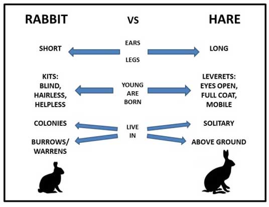 Domestic rabbits in the sales wild