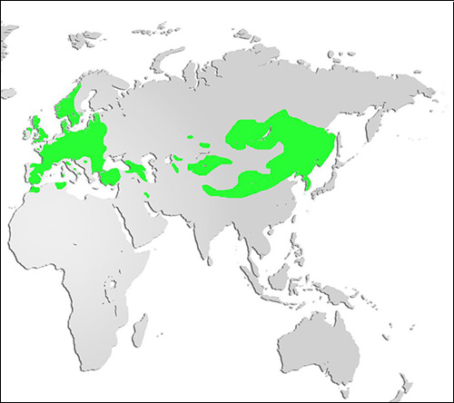 Red Deer Map