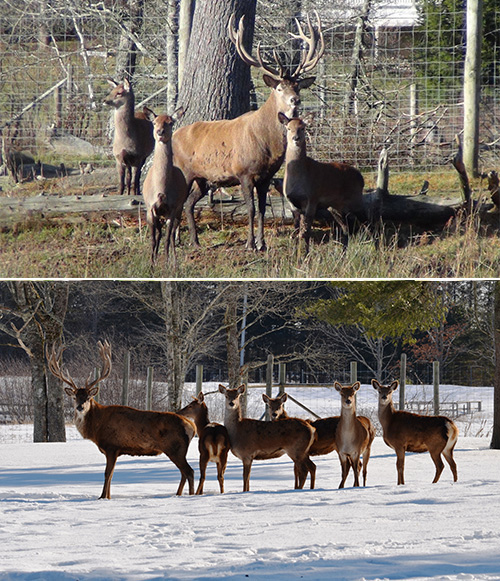 Red Deer Shubenacadie Wildlife Park