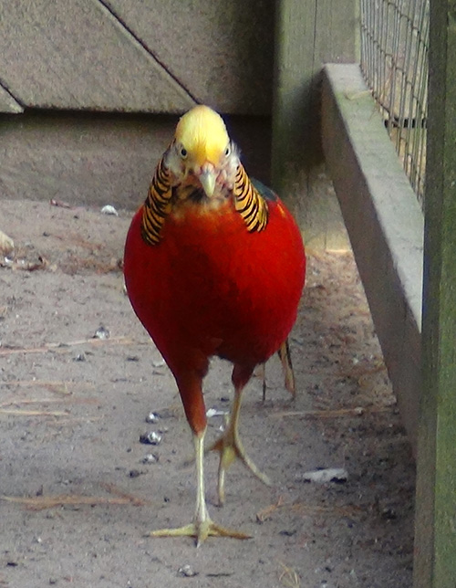 Red Golden Pheasant