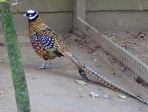 reeves pheasant