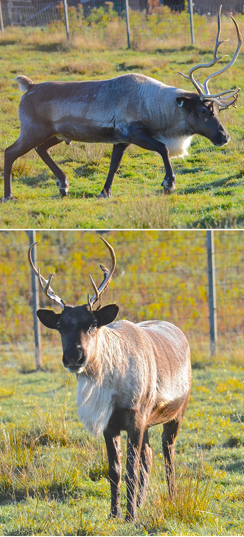 Caribou Shubenacadie Wildlife Park