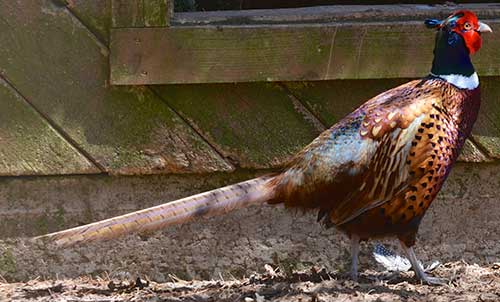 Ring-necked Pheasant -Shubenacadie Wildlife Park