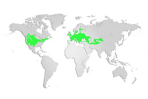 Ringneck Pheasant Map