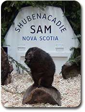 Shubenacadie Sam