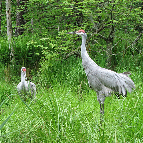 Sandhill Crane(Grue du Canada) (Oiseaux du Québec) · iNaturalist