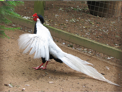 Silver Pheasant