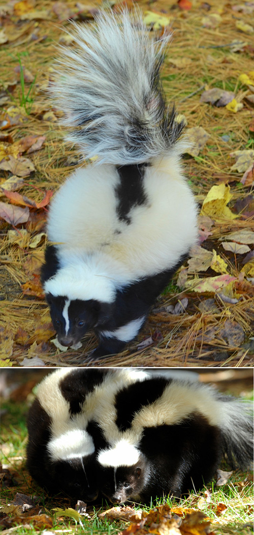 Striped Skunk -Shubenacadie Wildlife Park