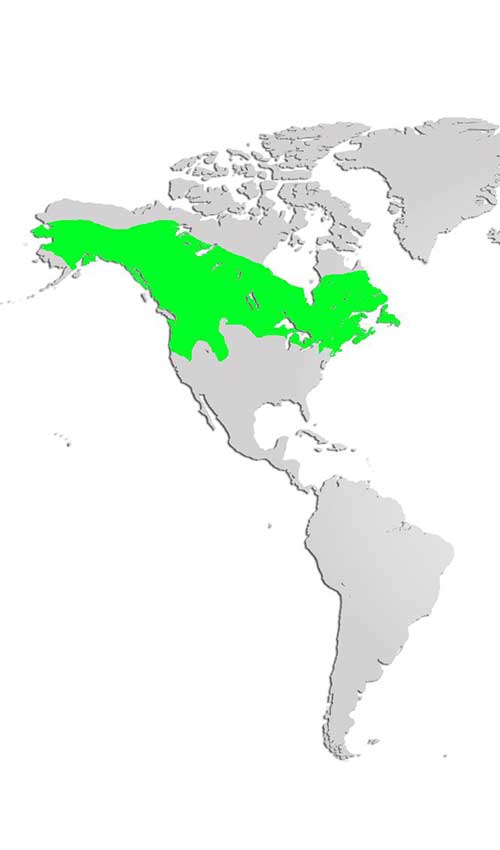 Snowshoe hare Map