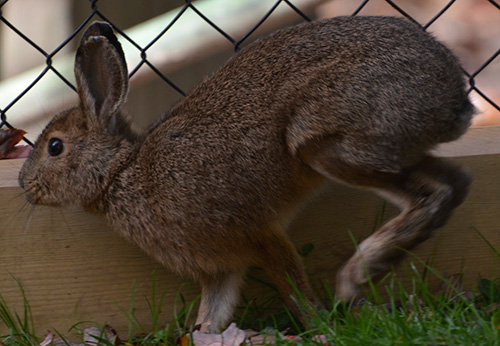 Snowshoe Hare