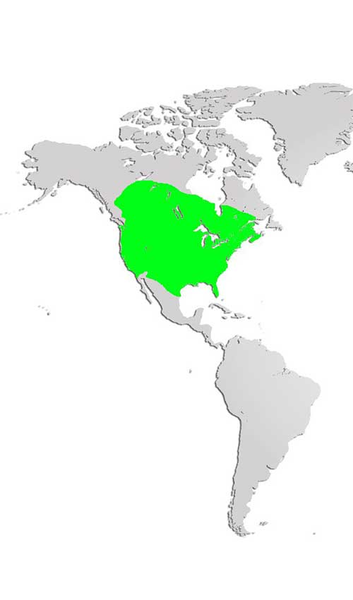 Striped Skunk Map