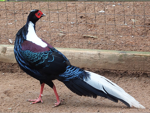 Swinhoe’s Pheasant