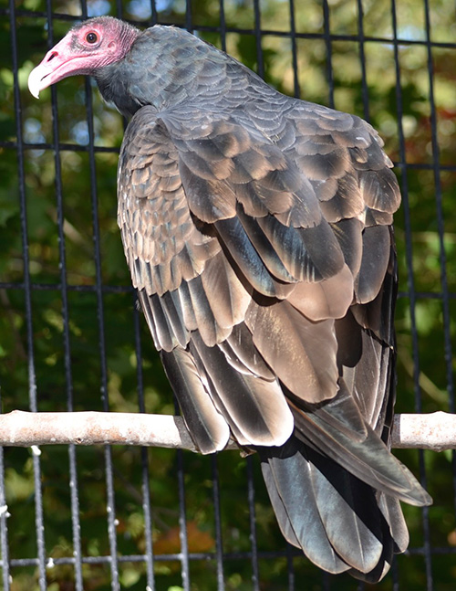 Turkey Vulture