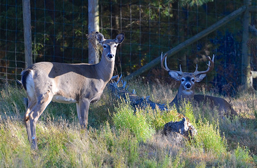 White Tailed Deer