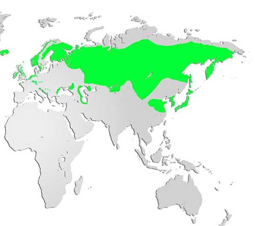 Whooper Swan Map