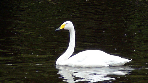 Whooper Swan