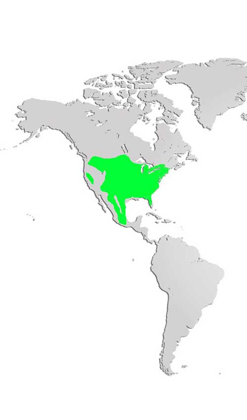 Wild Turkey Map