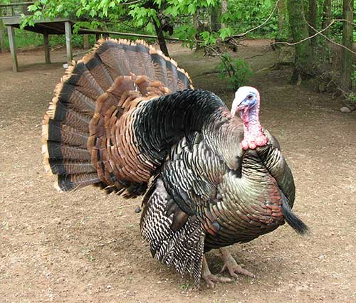 Wild Turkey