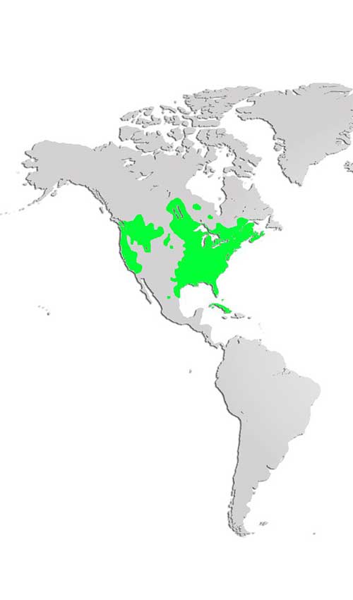 Wood Duck Map