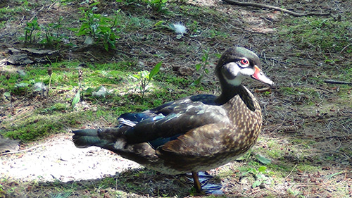 Wood Duck