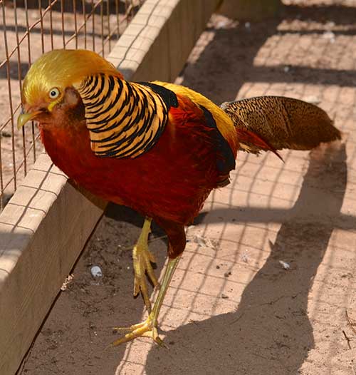 Yellow Golden Pheasant