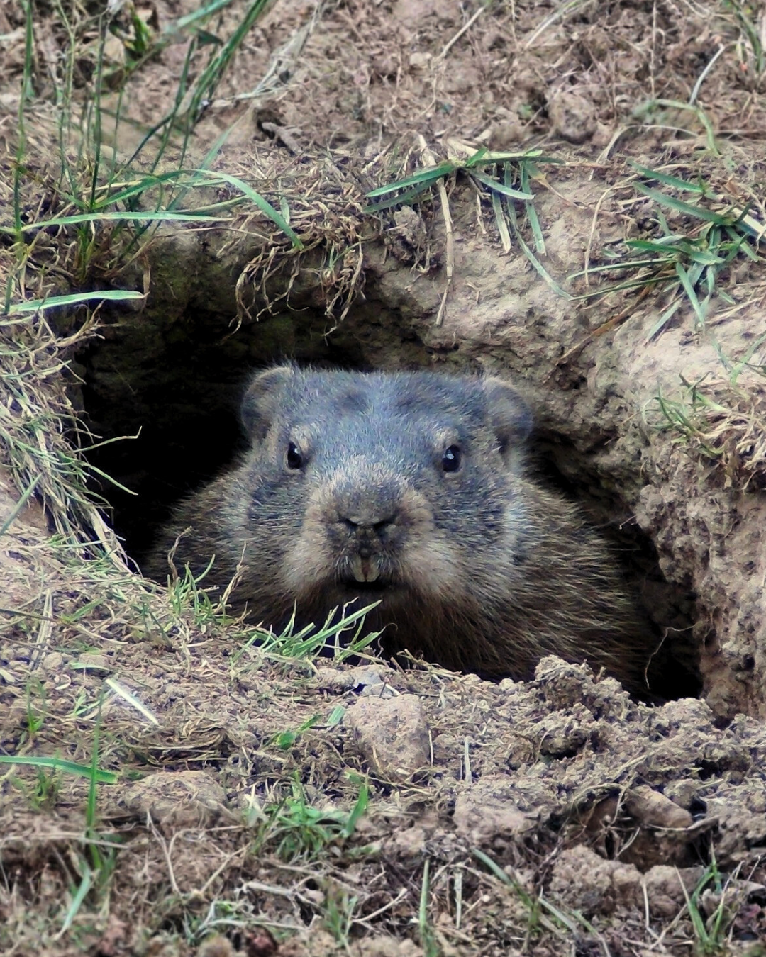 Groundhog peeking out of hole in the ground