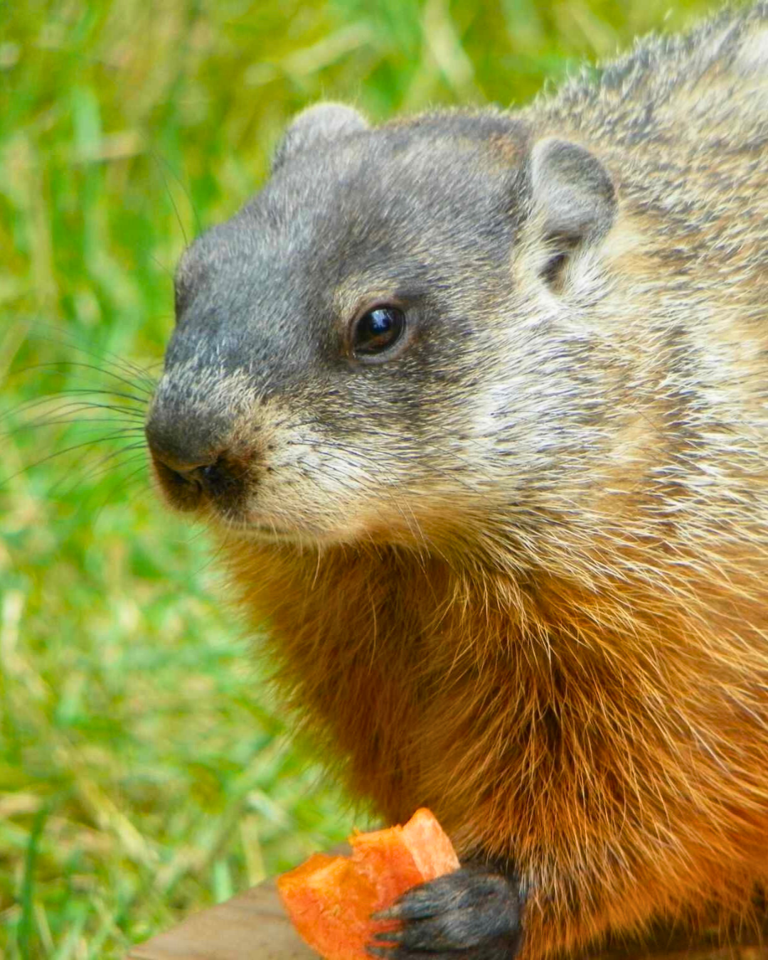 A groundhog holding on to a piece of carrot