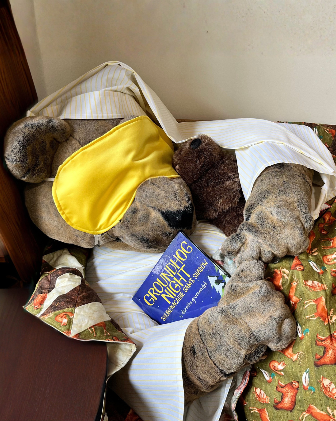 Shubenacadie Sam Mascot sleeping with sleep mask and cap on, holding the book Groundhog Night and a groundhog plushie