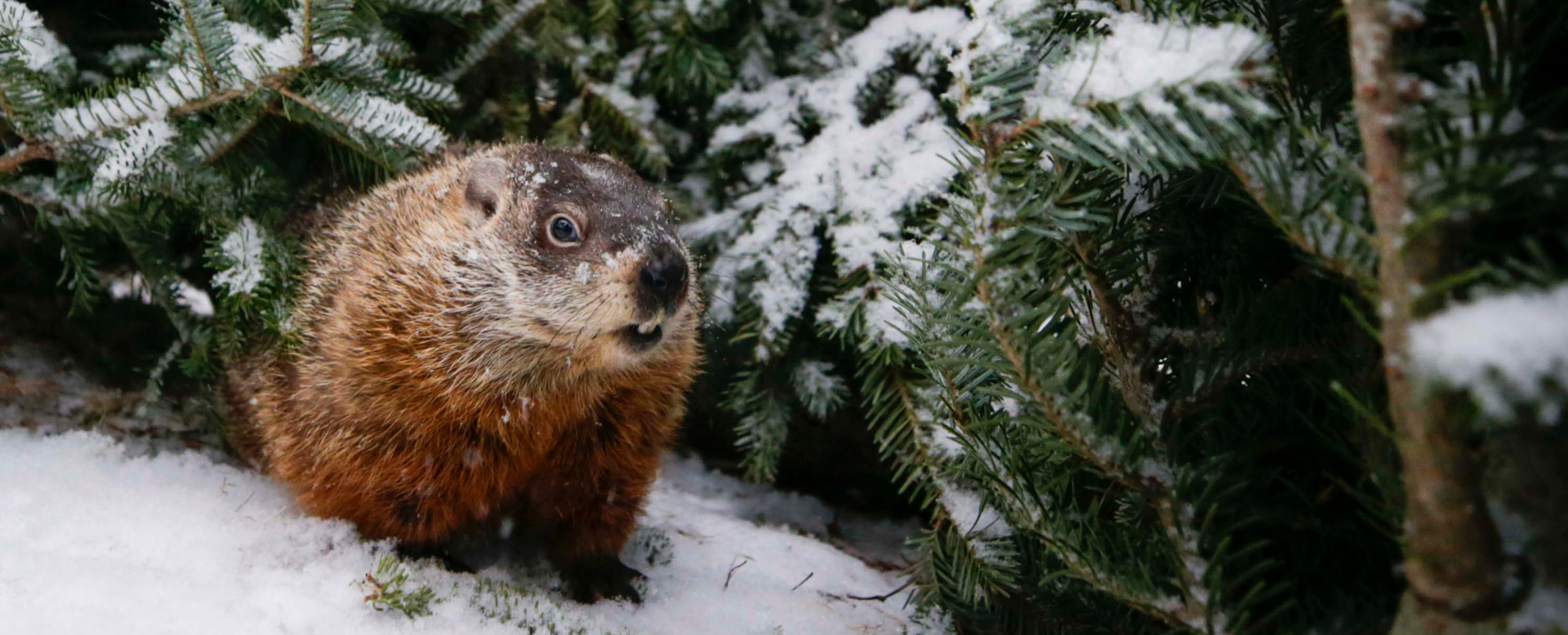 Shubenacadie Sam the Groundhog