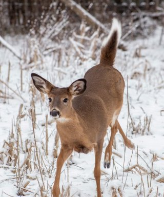 White-tailed Deer
