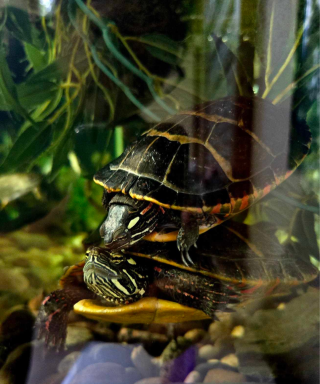 Eastern Painted Turtles
