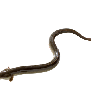 American Eel