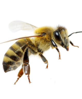 Nova Scotia's Wild Bees