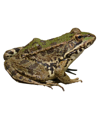 Green Frog