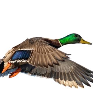 Mallard Duck