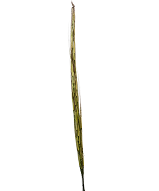 Wild Rice