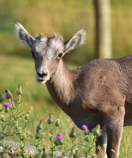 Young Bighorn Sheep