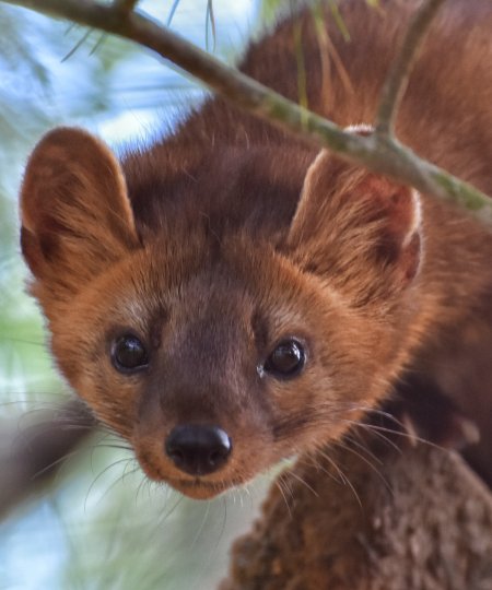 American Marten
